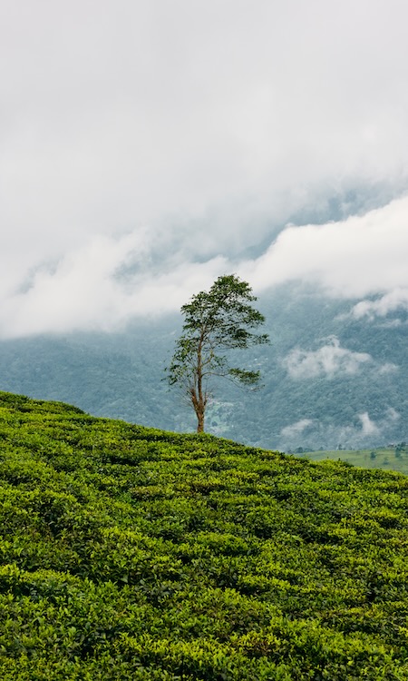 lone-tree, fog, nature / India, Darjeeling