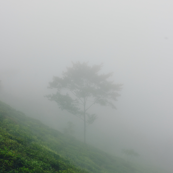 fog, nature, lone tree / India, Darjeeling
