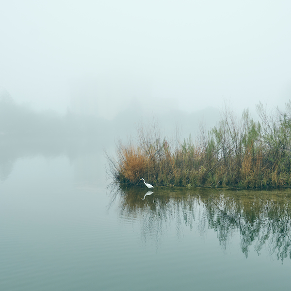 water, fog, nature, animal, bird / United States, Texas, Austin
