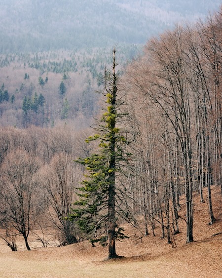 nature, forest, lone-tree / Romania